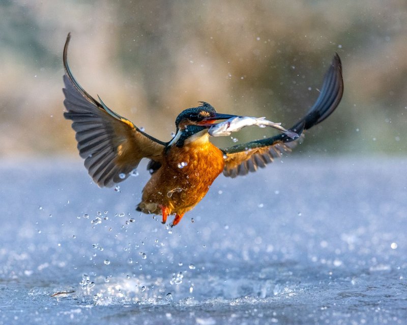 Exploring the Thrills of Ice Fishing in the UK Gaming Scene